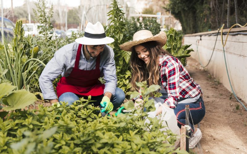 close-up-male-female-gardener-examining-plants-vegetable-garden