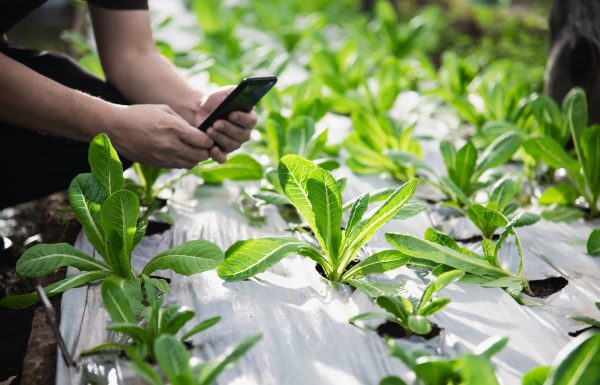 Farm man working in his organic lettuce garden - smart farm people in clean organic agricultural concept